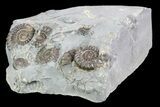 Ammonite (Promicroceras) Cluster - Somerset, England #86261-2